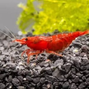 Fire Red Shrimp 1.5Cm