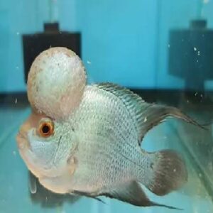 Flower Horn Blue Daimond Short Body 3.5Inch