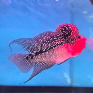 Flower Horn Short Body 12Cm