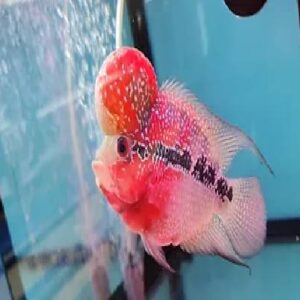 Flower Horn Short Body 15Cm