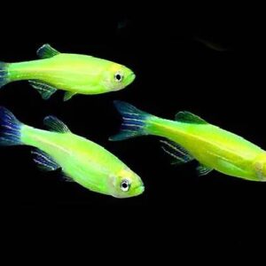 Fluorescent Green Zebra Danio 2Cm