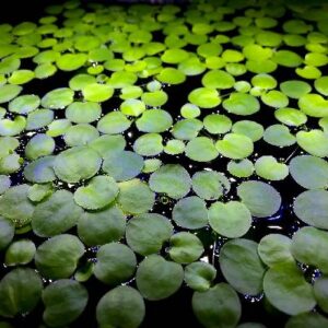 FROG BIT (DWARF)
