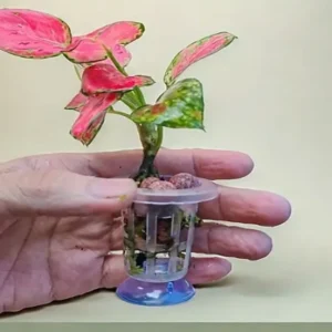 Fish Tank Water Grass Planting Cup with Suction Base - PP Material