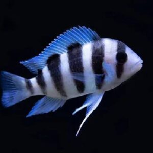 Frontosa Cichild 5Cm