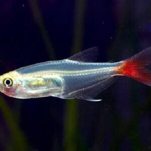 Glass Blood Fin Tetra 4cm