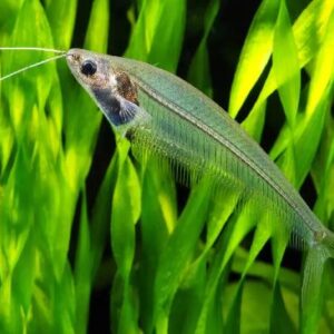 Glass Cat Fish 4 TO 5Cm