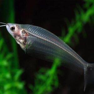 Glass Cat Fish 4 TO 5Cm