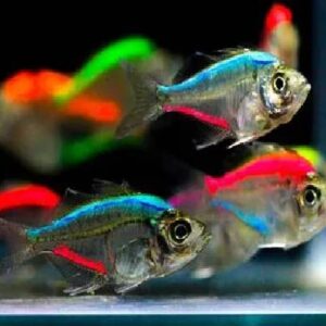 Glass Tetra Fish 3.5Cm