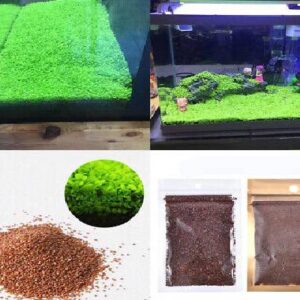 Glossostigma Plant Seeds (Big)