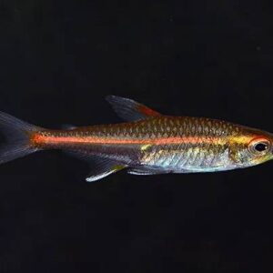 Glow Light Tetra 2Cm