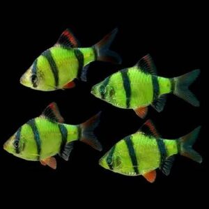 Glowing Tiger Barb 3Cm