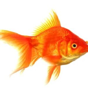 Gold Fish
