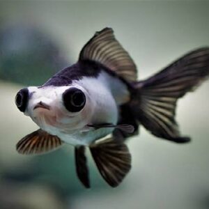 Gold Fish Panda 4Cm