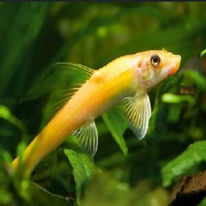Golden Algae Eater 6Cm