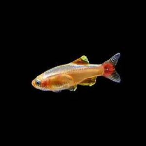 Golden Cloud Mountain Minow 2.5Cm