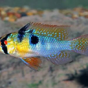 Golden Ramzy 2.5Cm