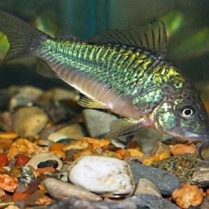 Green Corydoras 3Cm