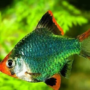 Green Tiger Barb 2.5Cm