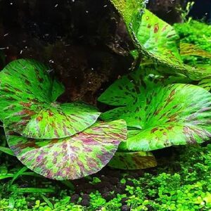 Green Tiger Lotus