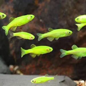 Green Zebra Danio 2.5Cm