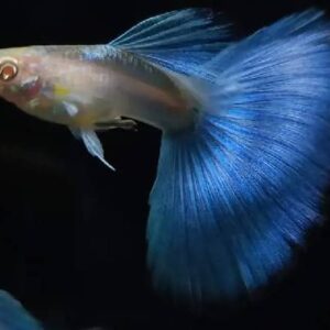 Guppy Albino Blue Tail