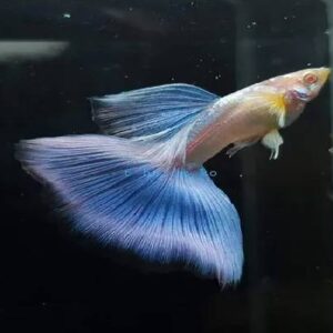 Guppy Albino Blue Tail