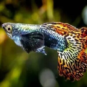 Guppy Big Ear 3Cm