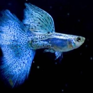 Guppy Blue Grass Pair AA Grade