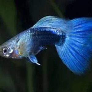 Guppy Blue Neon 2.5Cm
