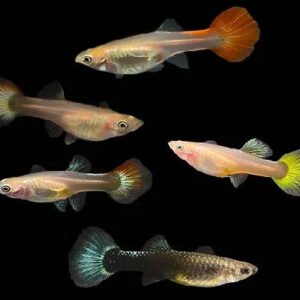 Guppy Female Mix (M) 3Cm