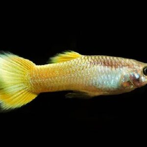 Guppy German Sunset 3Cm