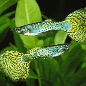 Guppy Green Cobra 3Cm