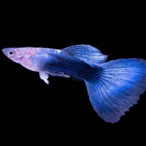 Guppy Half Black Blue Tail Pair