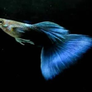 Guppy Half Black Blue Tail Pair