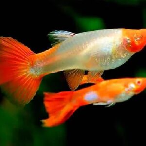 Guppy Koi Pair