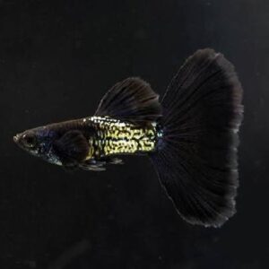 Guppy Metal Black Tail