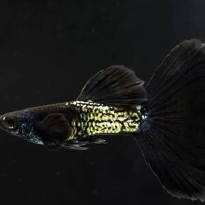 Guppy Metal Black Tail