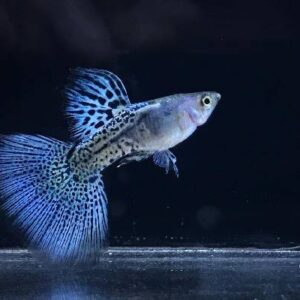 Guppy Metal Blue Grass Pair
