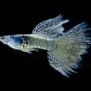 Guppy Metal Blue Grass Pair