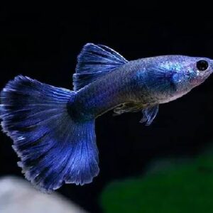 Guppy Moscow Blue 3Cm
