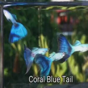 Guppy Pair Coral Blue Tail