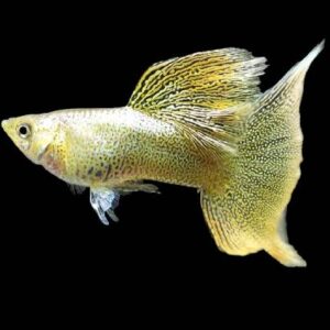 Guppy Pair Gold Lace