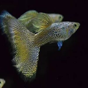 Guppy Pair Gold Lace