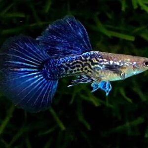 Guppy Purple Cobra Pair