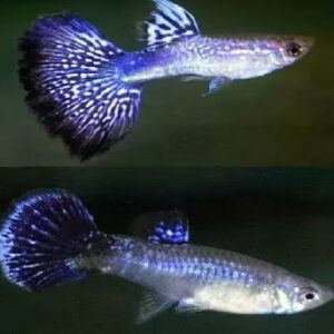 Guppy Purple Cobra Pair