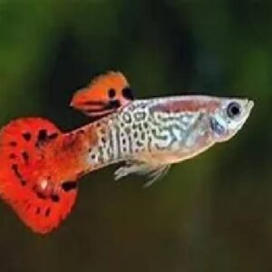 Guppy Red Cobra 3Cm