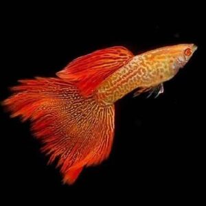 Guppy Red Lace Pair