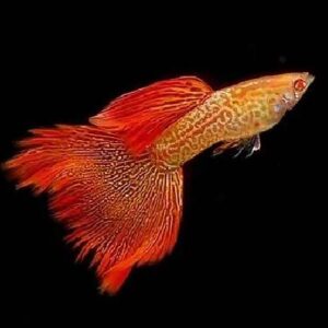 Guppy Red Lace Pair
