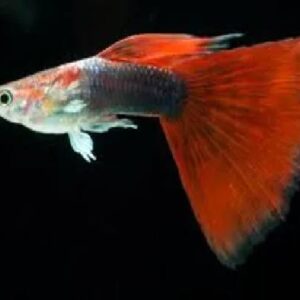 Guppy Red Tuxedo 3Cm
