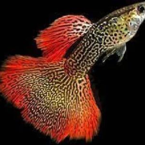 Guppy Snake Skin Fire Red Tail Pair